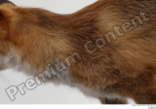 Red fox neck 0002.jpg